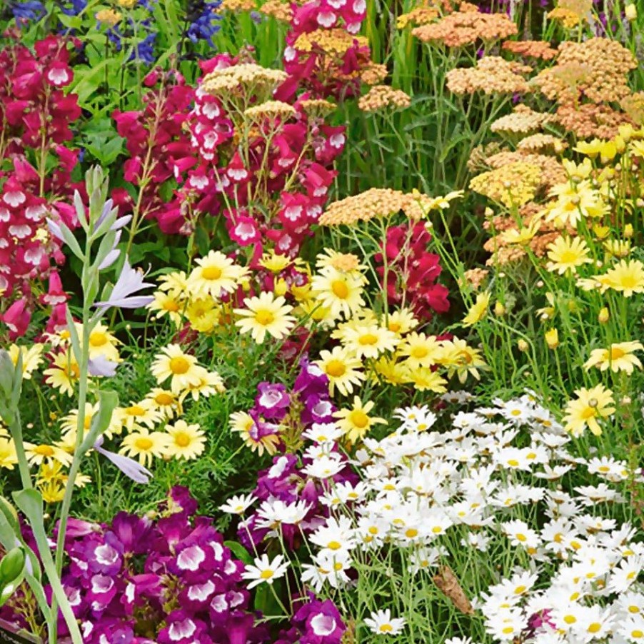 Homebase Perennial Plants | Perennial Mix - 1L