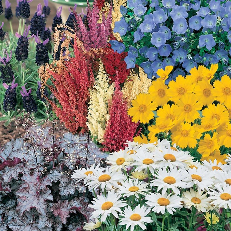 Homebase Perennial Plants | Perennial Mix - 1L