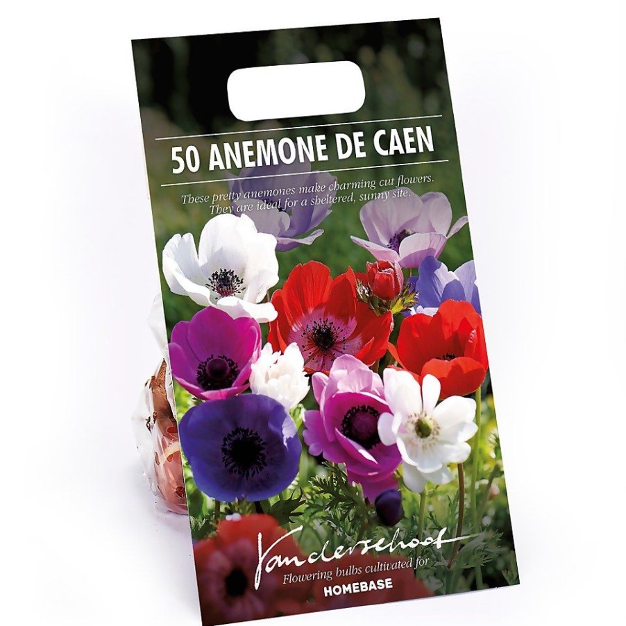 Homebase Summer Flowering Bulbs | Anemones Coronaria De Caen