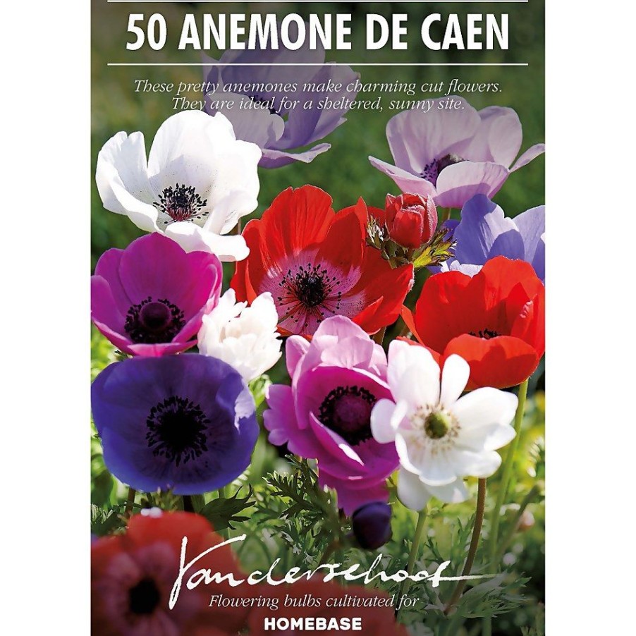 Homebase Summer Flowering Bulbs | Anemones Coronaria De Caen