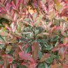 Homebase Shrub, Trees & Roses | Photinia X Fraseri Pink Marble - 5L Bush