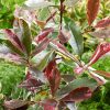 Homebase Shrub, Trees & Roses | Photinia X Fraseri Pink Louise - 9L Bush