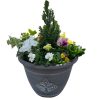 Homebase Planted Baskets & Containers | Viola, Pansy Or Bellis Mixed Premium Planter 30Cm Spring