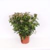 Homebase Shrub, Trees & Roses | Viburnum Tinus 10L