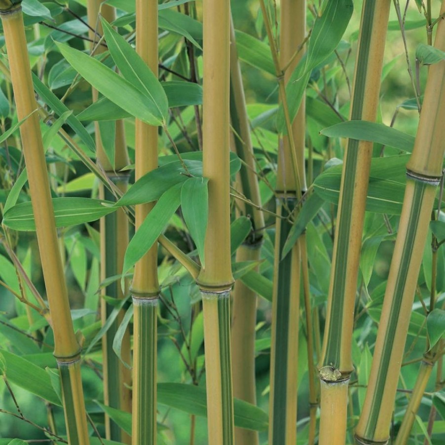 Homebase Specimen Plants | Bamboo Golden Phyllostachys Aureosulcata - 18L