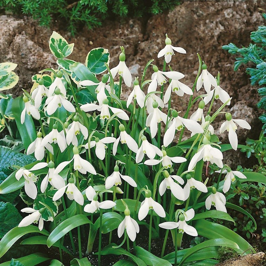 Homebase Perennial Plants | Snowdrop Galanthus Woronowii 1L