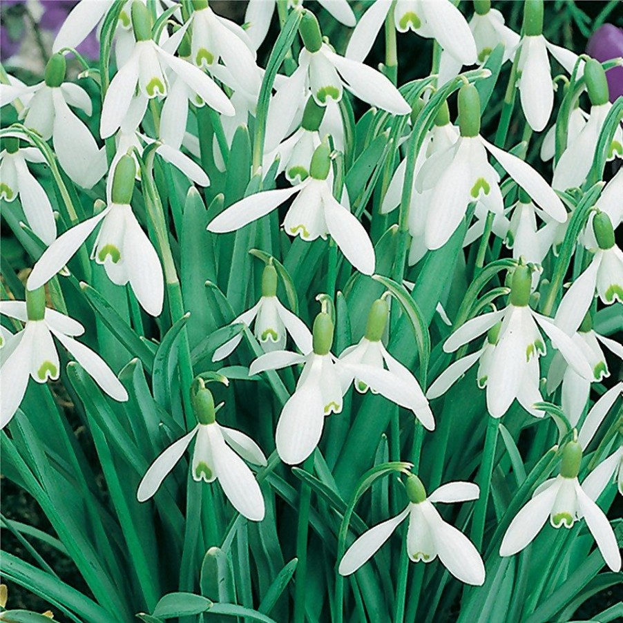 Homebase Perennial Plants | Snowdrop Galanthus Woronowii 1L