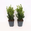 Homebase Shrub, Trees & Roses | Buxus 'Box' Bush - 17Cm