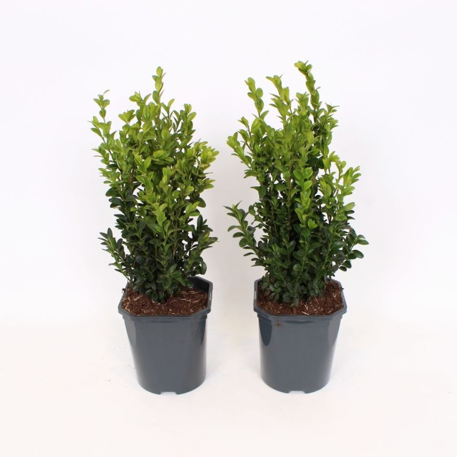 Homebase Shrub, Trees & Roses | Buxus 'Box' Bush - 17Cm