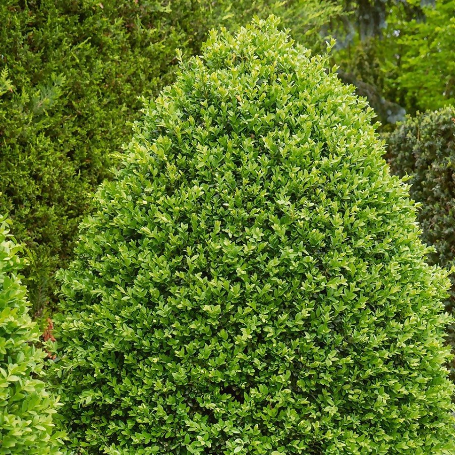 Homebase Shrub, Trees & Roses | Buxus 'Box' Bush - 17Cm