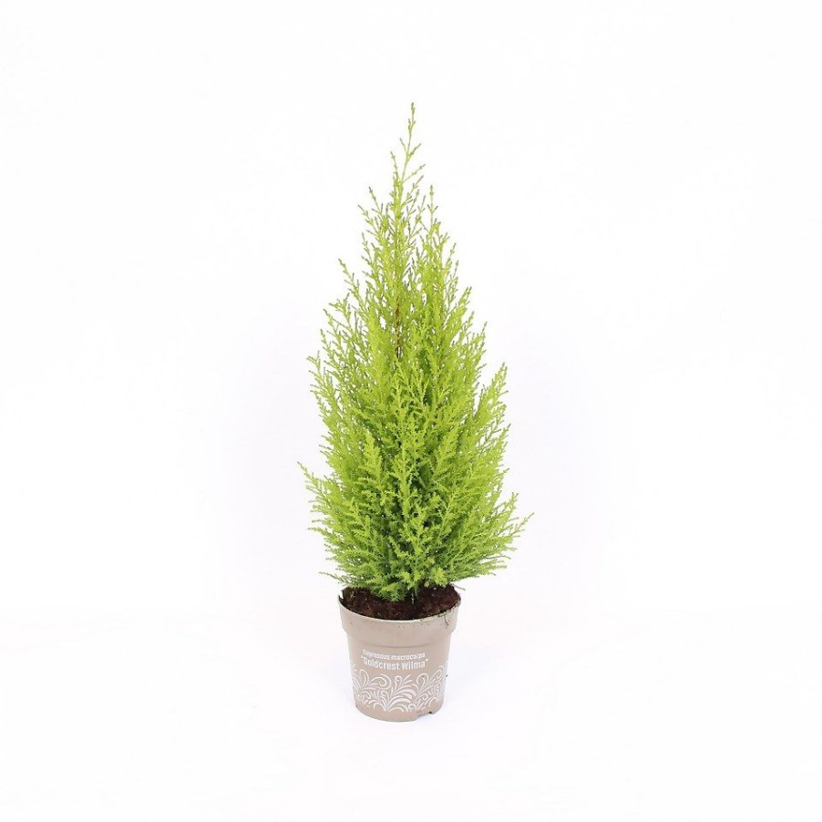 Homebase Shrub, Trees & Roses | Monterey Cypress Goldcrest 'Cupressus Macrocarpa Goldcrest' - 12Cm