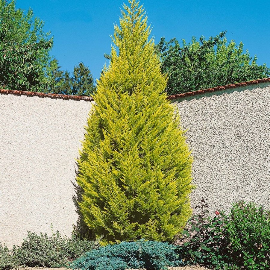 Homebase Shrub, Trees & Roses | Monterey Cypress Goldcrest 'Cupressus Macrocarpa Goldcrest' - 12Cm