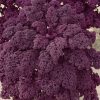 Homebase Grow Your Own | Vegetable Strip Curly Kale Redbor