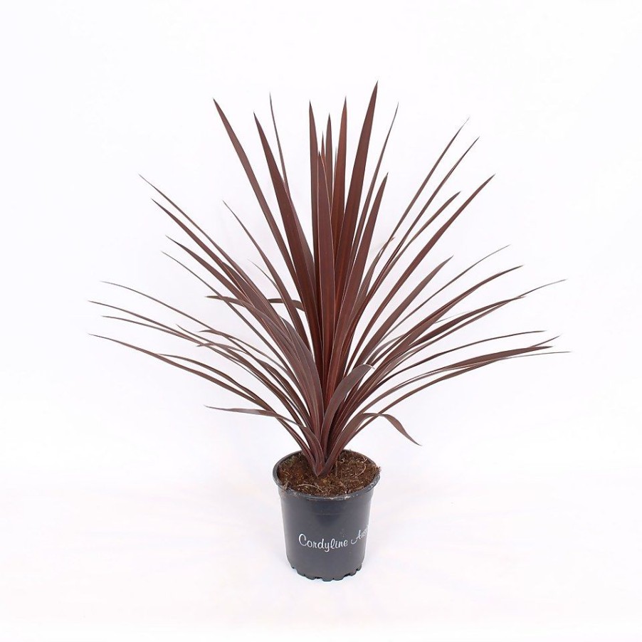 Homebase Shrub, Trees & Roses | Cordyline Australis 'Red Star' - 17Cm