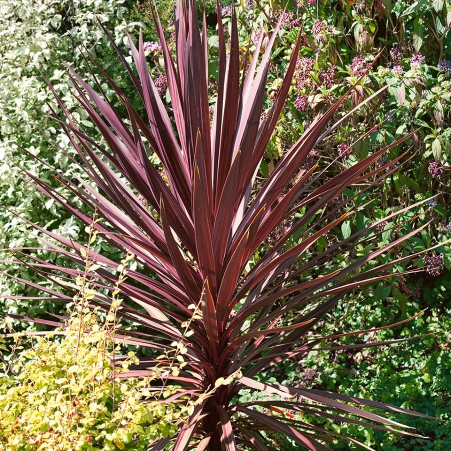 Homebase Shrub, Trees & Roses | Cordyline Australis 'Red Star' - 17Cm