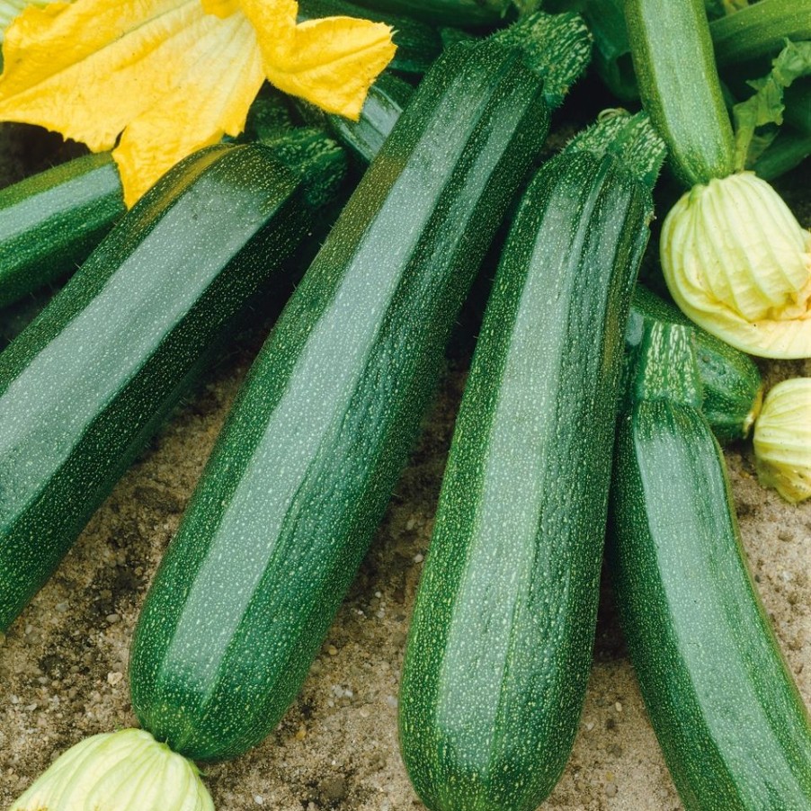 Homebase Grow Your Own | Vegetable Strip Courgette El Greco