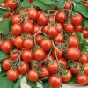 Homebase Grow Your Own | Tomato Tumbling Tom - Vegetable 9Cm