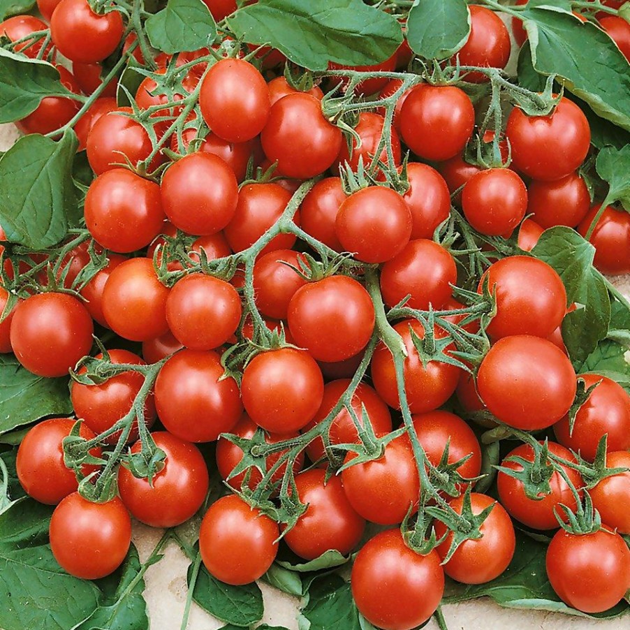 Homebase Grow Your Own | Tomato Tumbling Tom - Vegetable 9Cm