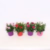 Homebase Perennial Plants | Dianthus Mix In Coloured 12Cm Pot