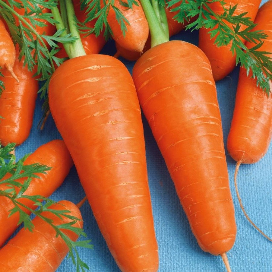 Homebase Grow Your Own | Vegetable Strip Carrot Chantenay