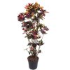 Homebase House Plants | Codiaeum Variegatum Mrs. Iceton 40Cm Pot