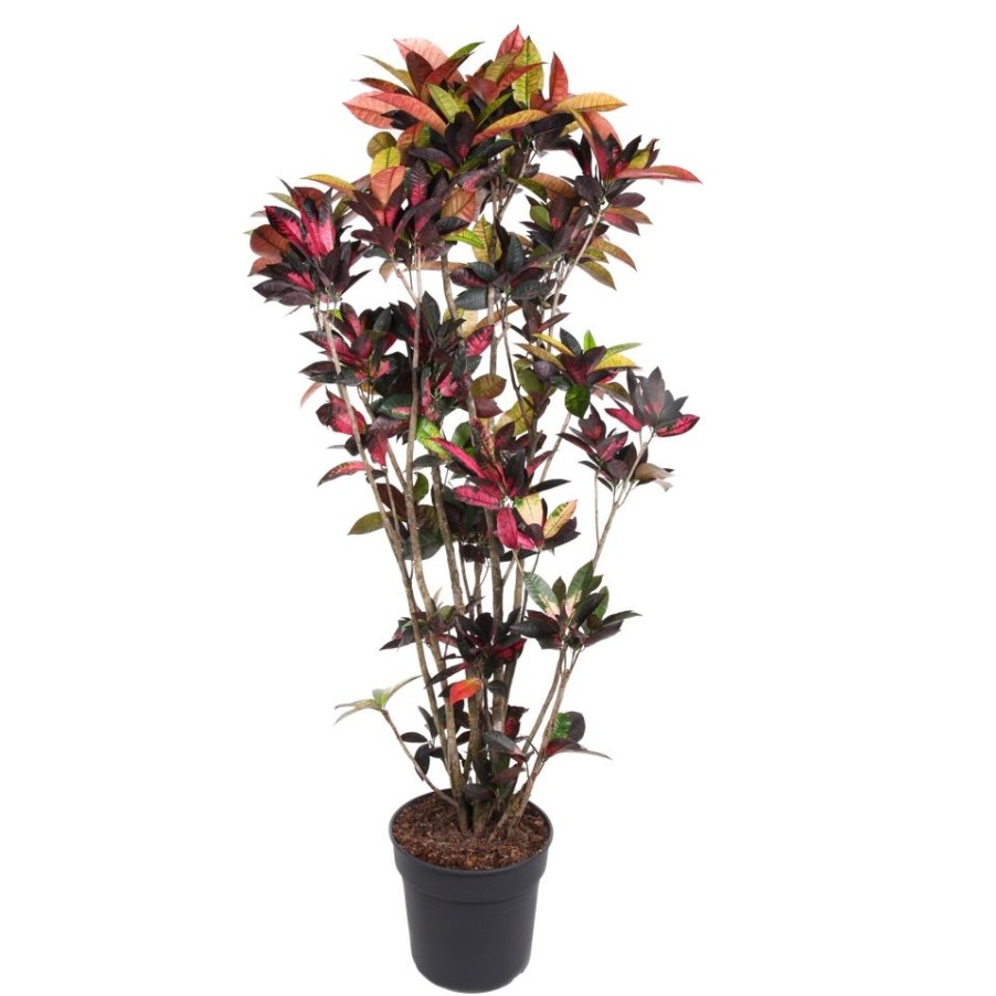 Homebase House Plants | Codiaeum Variegatum Mrs. Iceton 40Cm Pot