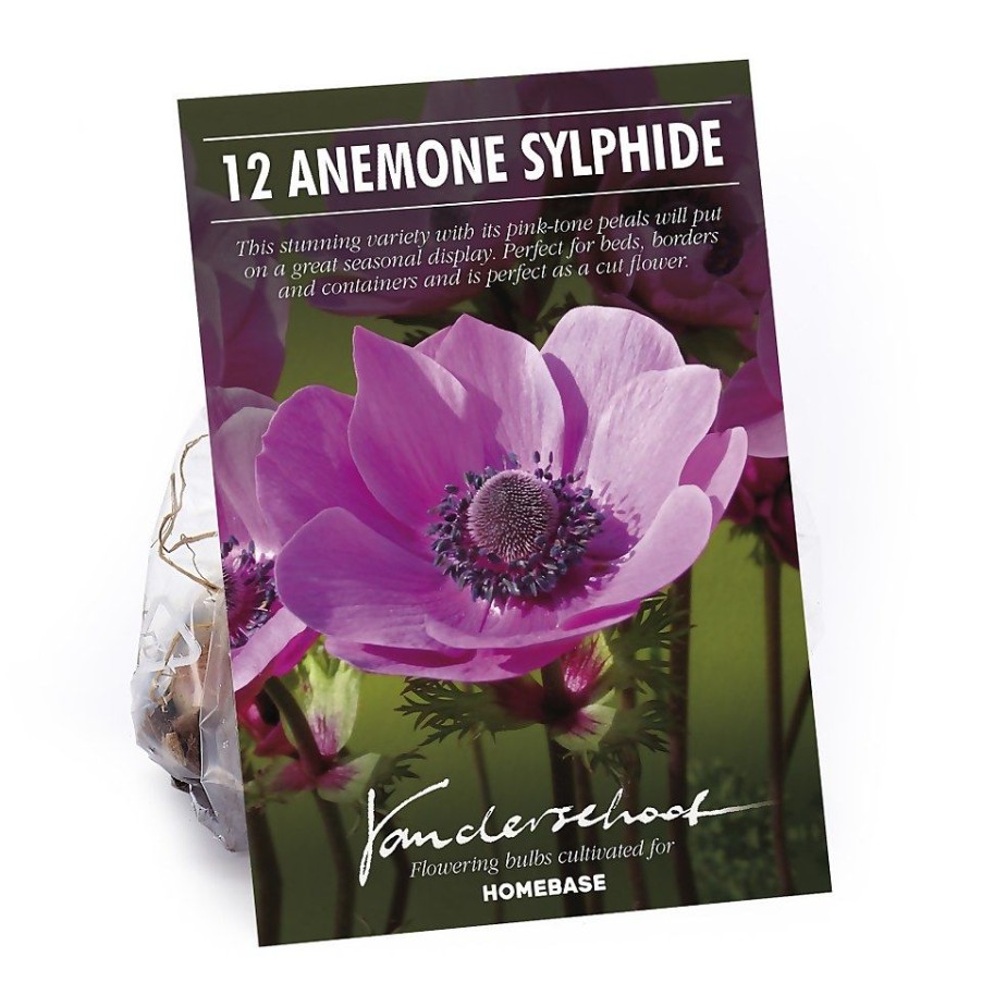 Homebase Summer Flowering Bulbs | Anemone Coronaria Sylphide