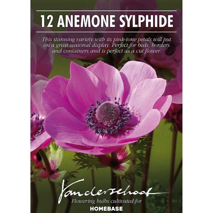 Homebase Summer Flowering Bulbs | Anemone Coronaria Sylphide