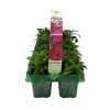 Homebase Bedding Plants | Sweet William (Dianthus Barbatus) Mix 10 Pack Spring Bedding Plants