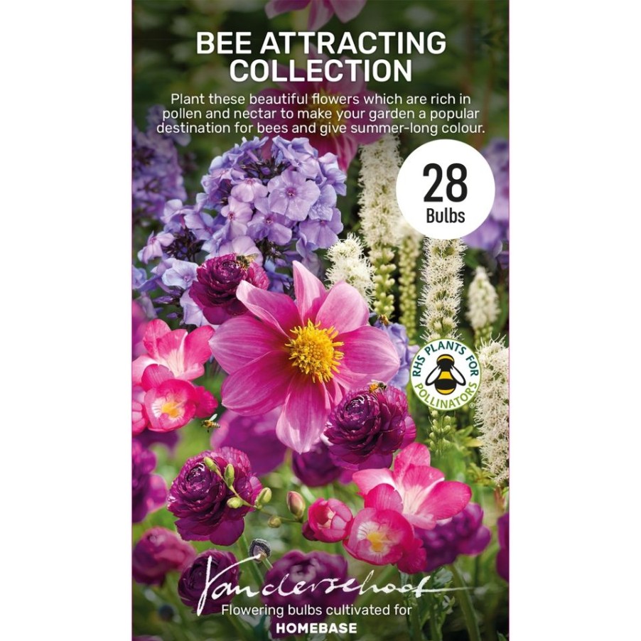 Homebase Summer Flowering Bulbs | Bee Attracting Bulb Collection