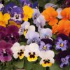 Homebase Planted Baskets & Containers | Ibiza Coloured Pot 21Cm Viola Spring