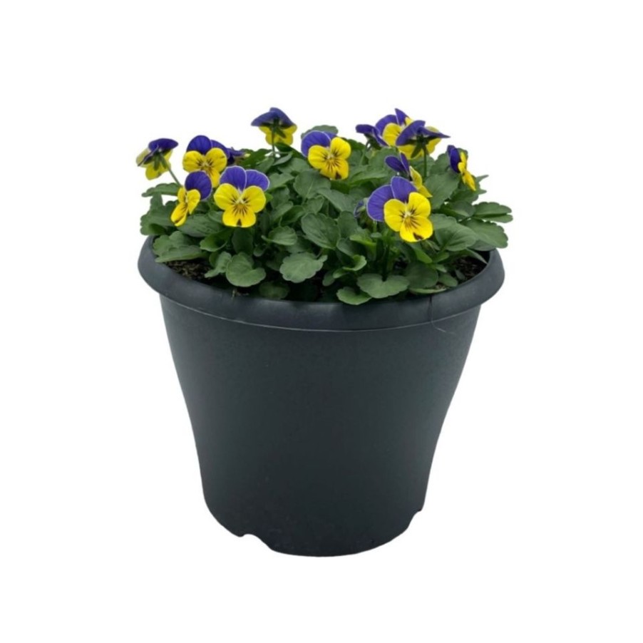 Homebase Planted Baskets & Containers | Ibiza Coloured Pot 21Cm Viola Spring