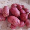 Homebase Grow Your Own | Desiree Seed Potato - 1.5Kg