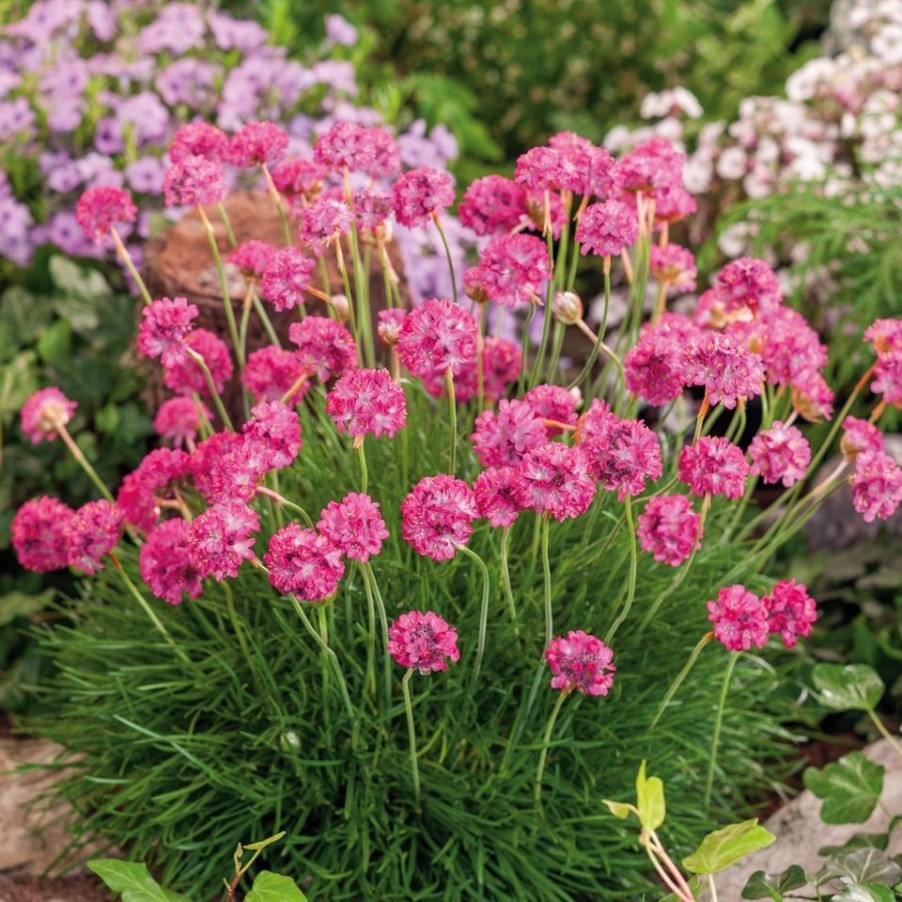 Homebase Perennial Plants | Alpine Collection - 1L