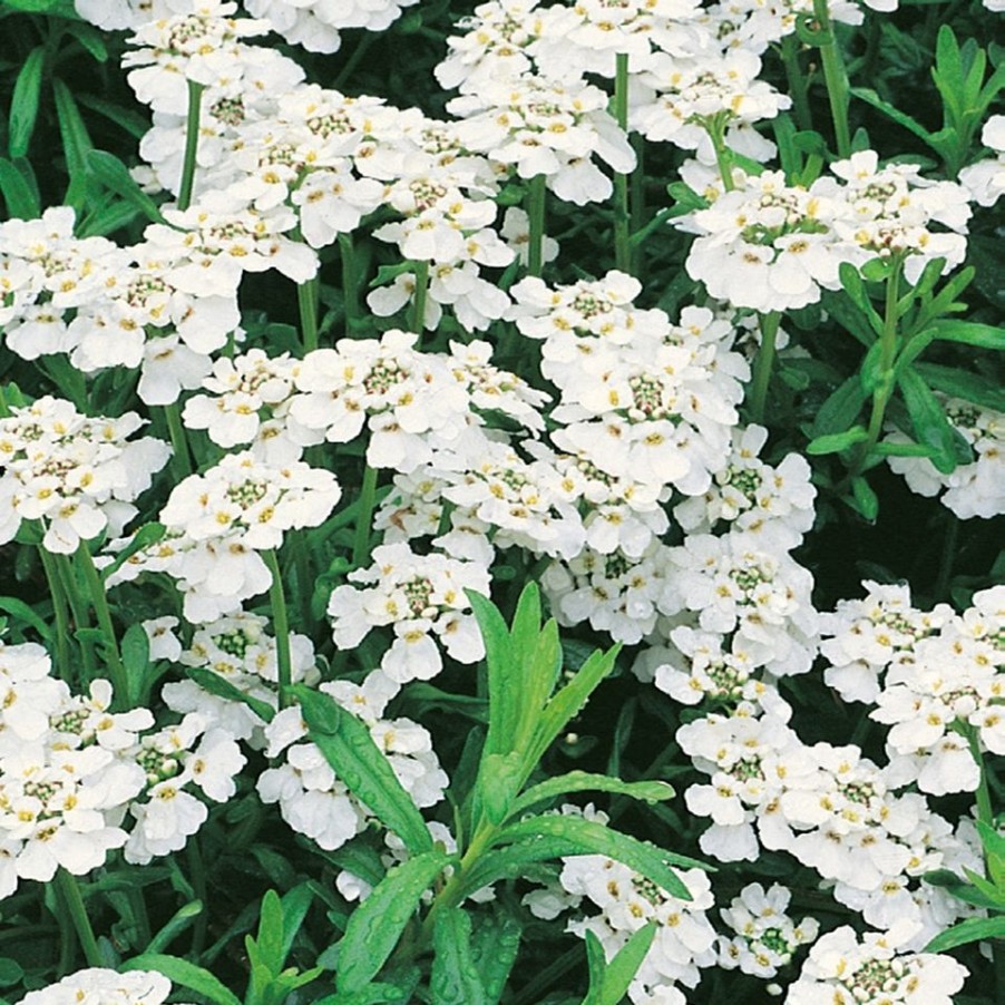 Homebase Perennial Plants | Alpine Collection - 1L