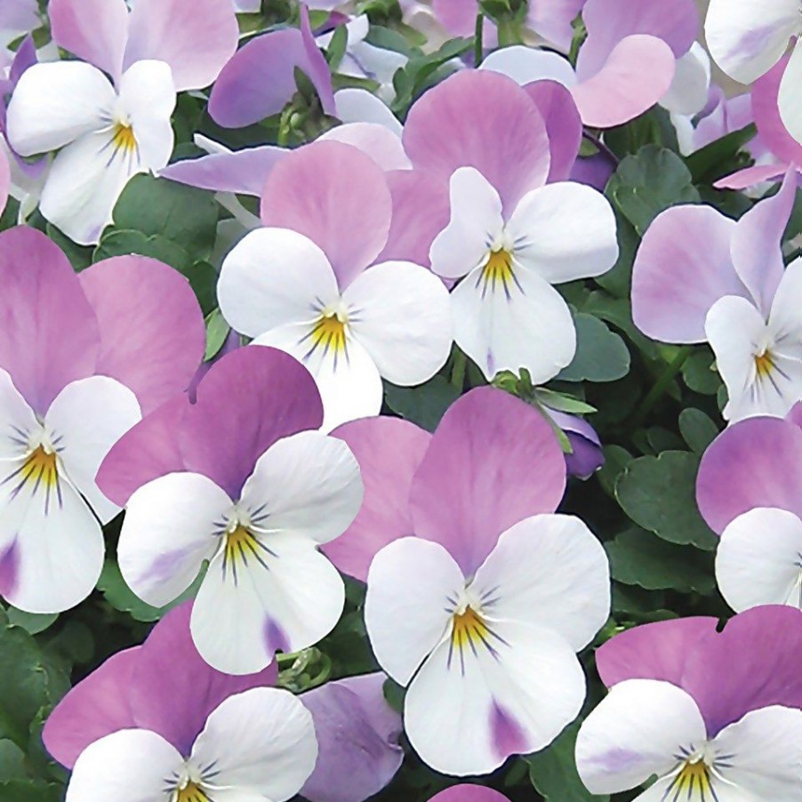 Homebase Bedding Plants | Viola Mix 10 Pack Spring Bedding Plants