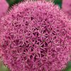 Homebase Perennial Plants | Allium Gladiator - 1.5L