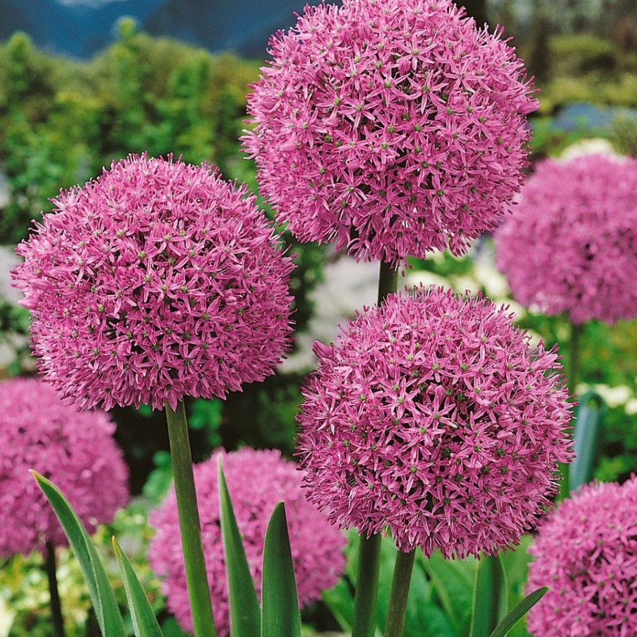 Homebase Perennial Plants | Allium Gladiator - 1.5L