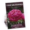 Homebase Summer Flowering Bulbs | Peony Karl Rosenfield Flower Bulb