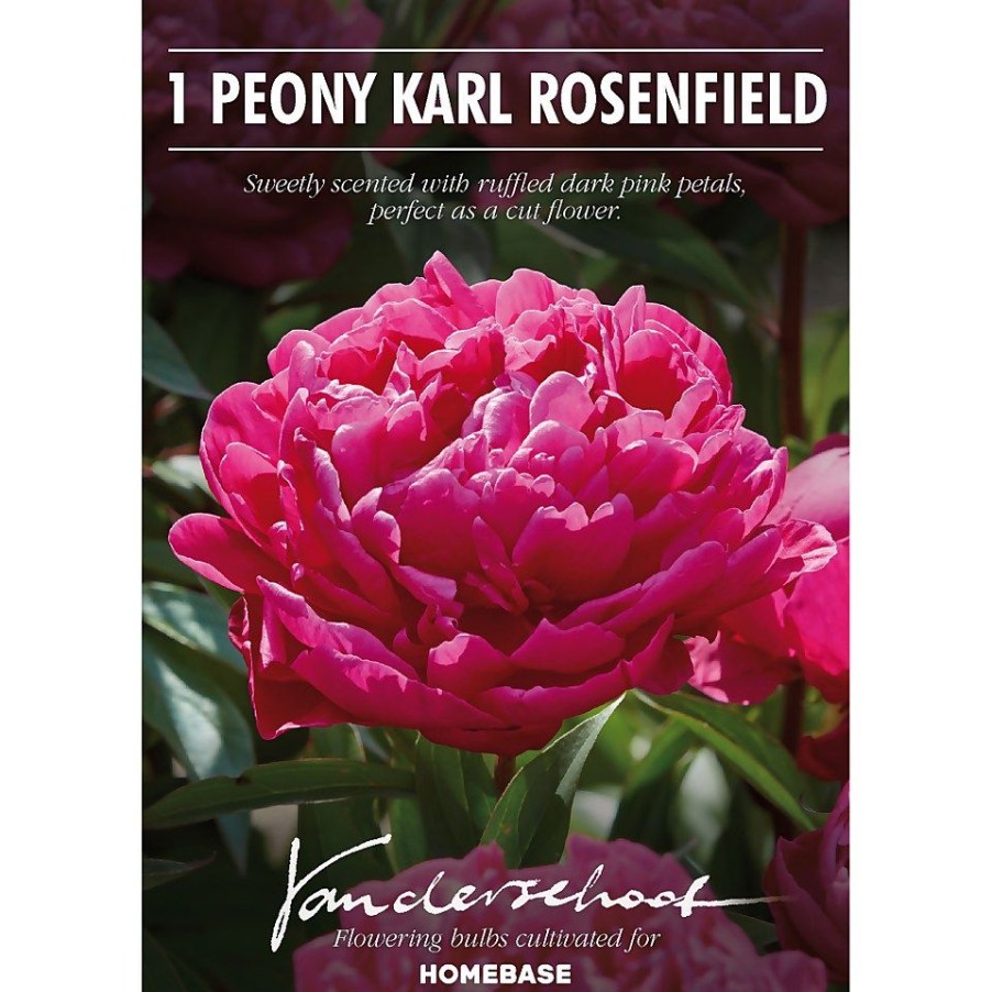 Homebase Summer Flowering Bulbs | Peony Karl Rosenfield Flower Bulb