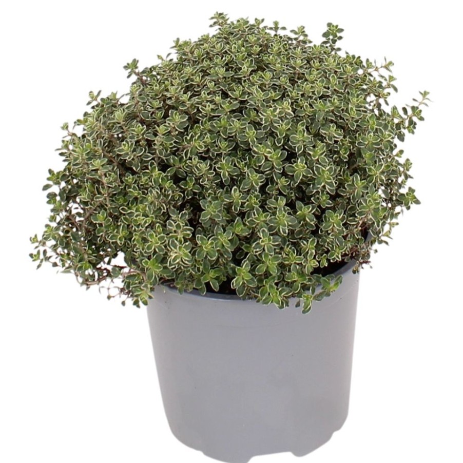 Homebase Grow Your Own | Herb Thyme Mix - 14Cm