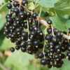 Homebase Grow Your Own | Soft Fruit Blackcurrant 'Ben Nevis' - 2L