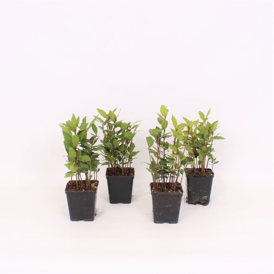 Homebase Grow Your Own | Herb Kitchen Bay (Laurus Nobilis) - 9Cm