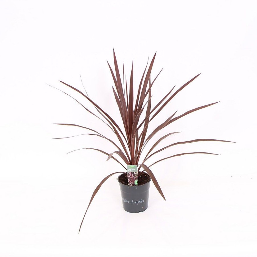 Homebase Shrub, Trees & Roses | Cordyline Australis 'Red Star' - 12Cm