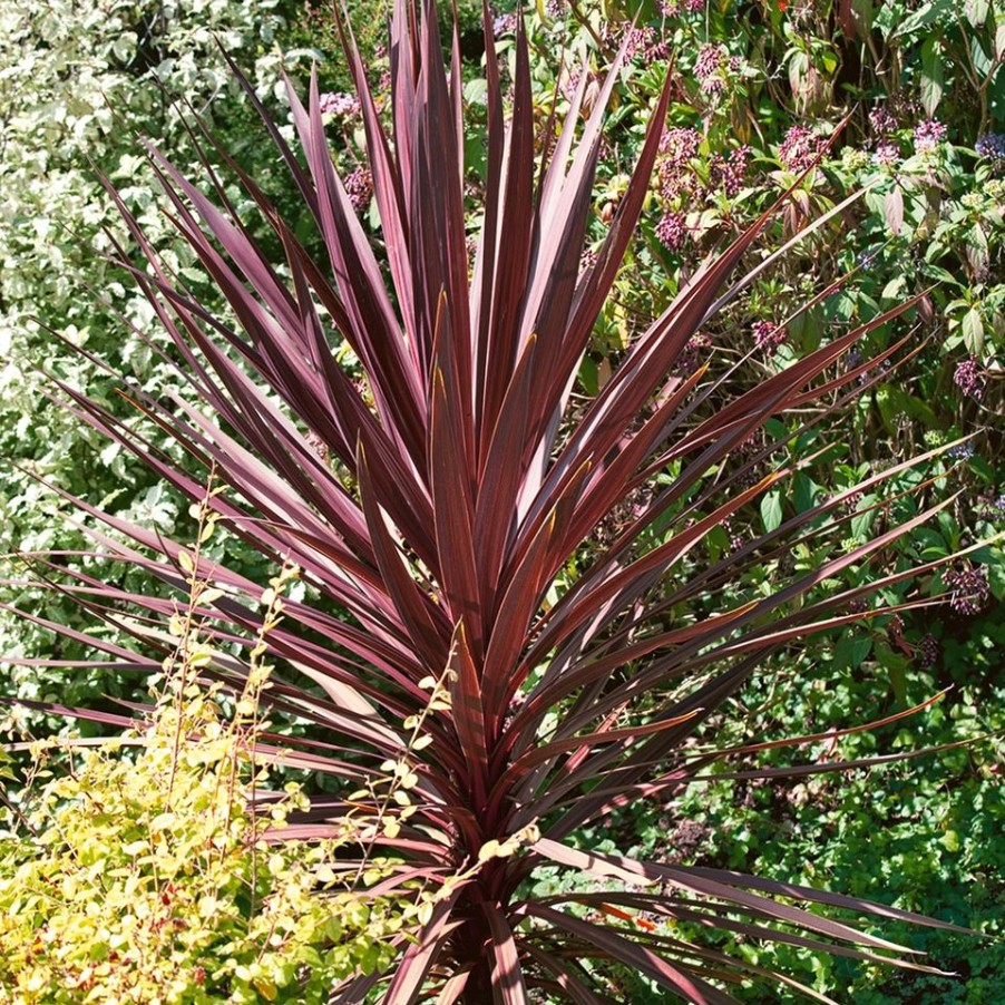 Homebase Shrub, Trees & Roses | Cordyline Australis 'Red Star' - 12Cm