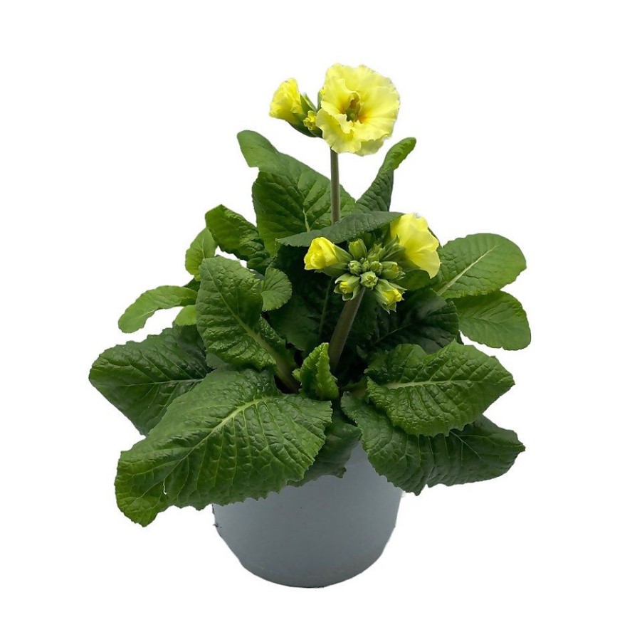 Homebase Bedding Plants | Primula Polyanthus Showstopper Mix 3L Spring