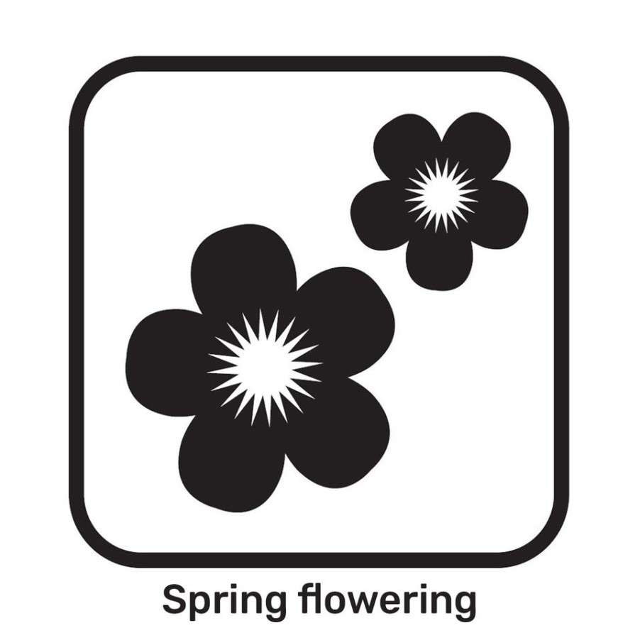 Homebase Bedding Plants | Primula Polyanthus Showstopper Mix 3L Spring