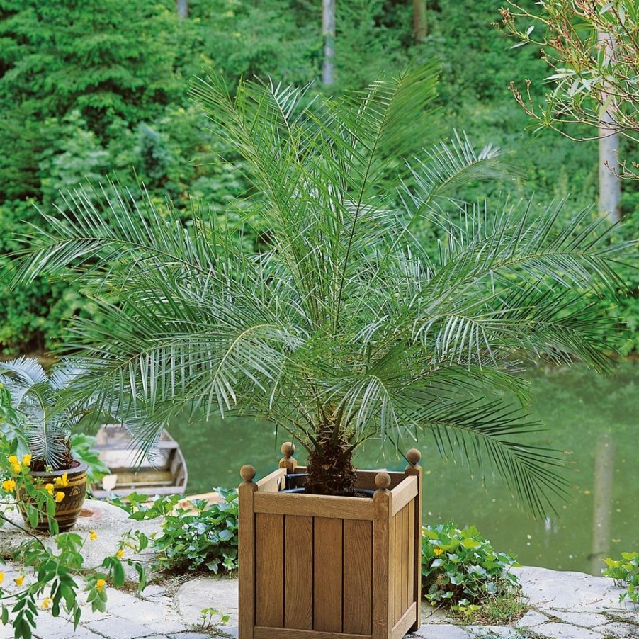 Homebase Specimen Plants | Phoenix Canariensis (Canary Island Date Palm) - 18Cm