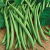 Homebase Grow Your Own | Vegetable Strip French Climbing Bean Cobra