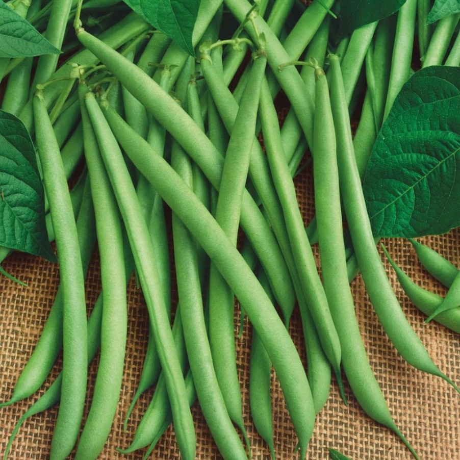 Homebase Grow Your Own | Vegetable Strip French Climbing Bean Cobra